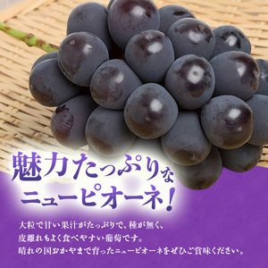 ぶどう 2026年 先行受付 ニューピオーネ 秀品 約2kg(3～5房) 岡山