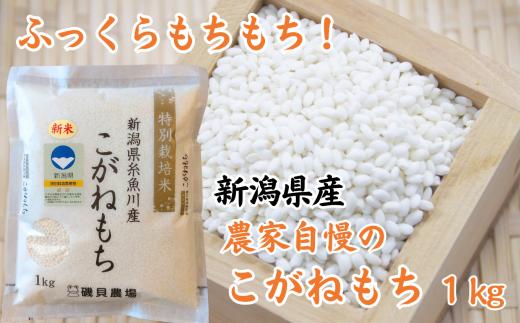 令和7年産新米 新潟県産 もち米『こがねもち』1kg ふっくらモチモチ！ 芳醇な甘い香り 磯貝農場【ふるさと納税 米 ブランド米 餅 赤飯 おこわ 糸魚川 2025 黄金餅 もち米】