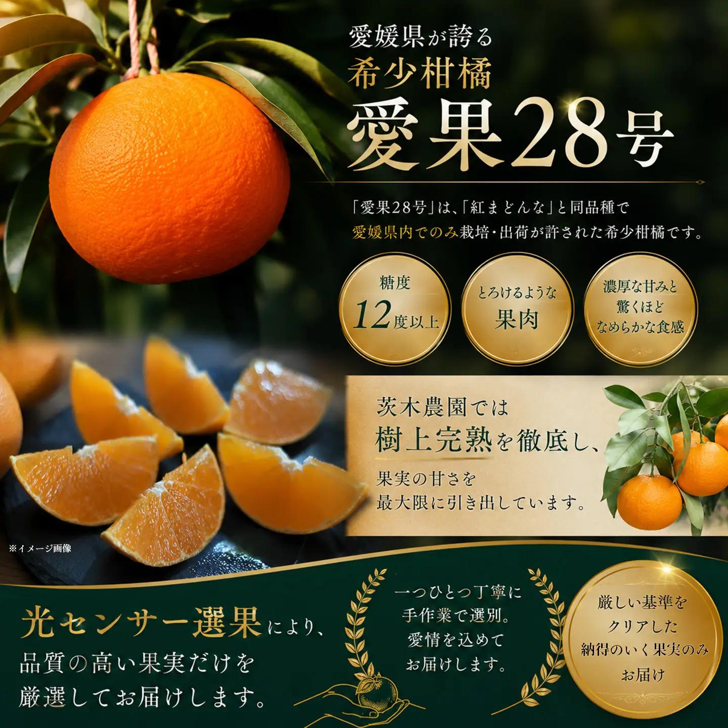 【紅まどんなと同品種】茨木農園の愛果28号_大箱（8～11個）｜まどんな