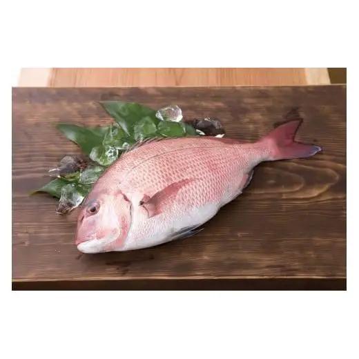【 鯛 】 鯛 刺身 片身
