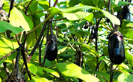 【定期便3回発送】農家直送　土佐の美味茄子の新鮮ナス　４kg　（室戸海洋深層水にがり使用） 野菜 なす ナス 常温 小袋 国産 夏野菜 茄子 小分け 旬 27000円 bn011