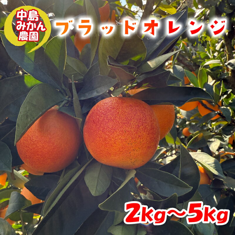【ふるさと納税】 【2026年2月中旬頃から発送】 ブラッドオレンジ 2kg / 5kg 家庭用 | ブラッドオレンジ 国産 柑橘 愛媛 訳あり 家庭用 フルーツ 甘酸っぱい 赤い果肉 タロッコ モロ ジュース 愛媛 松山 中島みかん農園