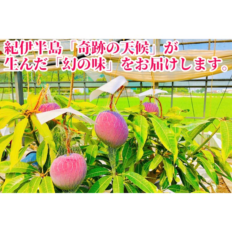 ◆先行予約◆和歌山県産　紀州完熟マンゴー『吉玉』2玉入り ※2025年7月中旬～8月下旬頃に順次発送予定 ※離島への配送不可