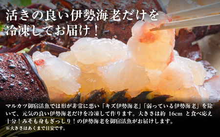 活〆生食用伊勢海老（冷凍）1370g（250～300g)×5尾  ONJB034
