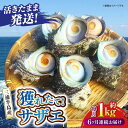 【ふるさと納税】【全6回定期便】サザエ 1kg 6～10個 三浦半島【長井水産株式会社】[AKAJ010]