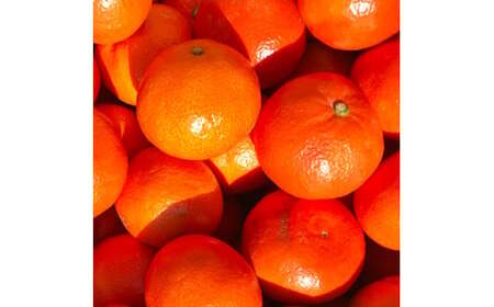 熊本県産みはや 約5キロ 【2025年12月上旬発送開始】 果物 柑橘類 蜜柑