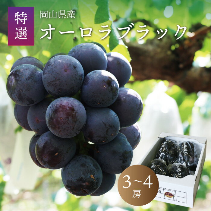 【ふるさと納税】真庭市産 オーロラブラック 3〜4房 / 【2025年8月上旬以降発送予定】 数量限定 ぶどう 岡山 真庭 葡萄 ブドウ 果物 フルーツ 産地直送 新鮮 人気 濃厚 種なし 大粒 甘い スイーツ【配送不可地域：北海道・沖縄県・離島】【aurora01】