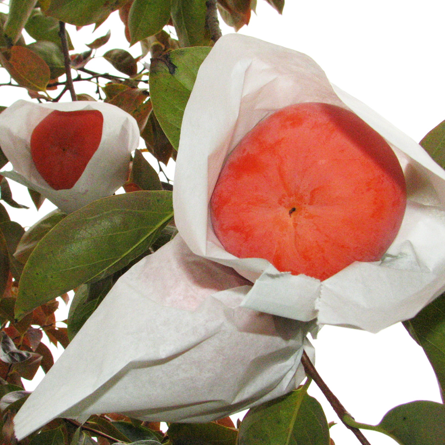 九度山産樹上甘熟富有柿「希」(三越伊勢丹選定)