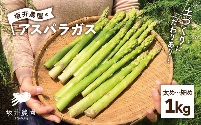 TVでも紹介！サイズが豊富で食卓楽しい！ アスパラガス 1kg＜坂井農園＞那珂川市 野菜 [GBP001]
