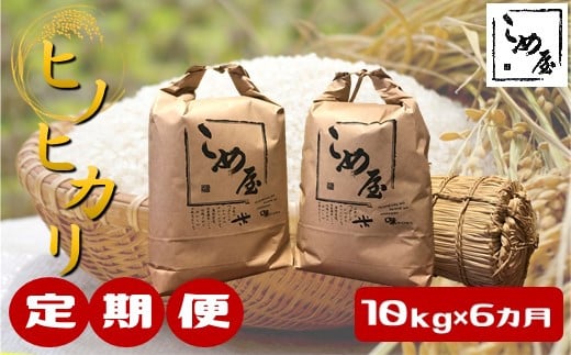 【定期便6回】熊本県産 「 ヒノヒカリ 」 10kg × 6カ月 | 米 こめ お米 おこめ 白米 精米 ひのひかり 熊本県 玉名市 定期 定期便