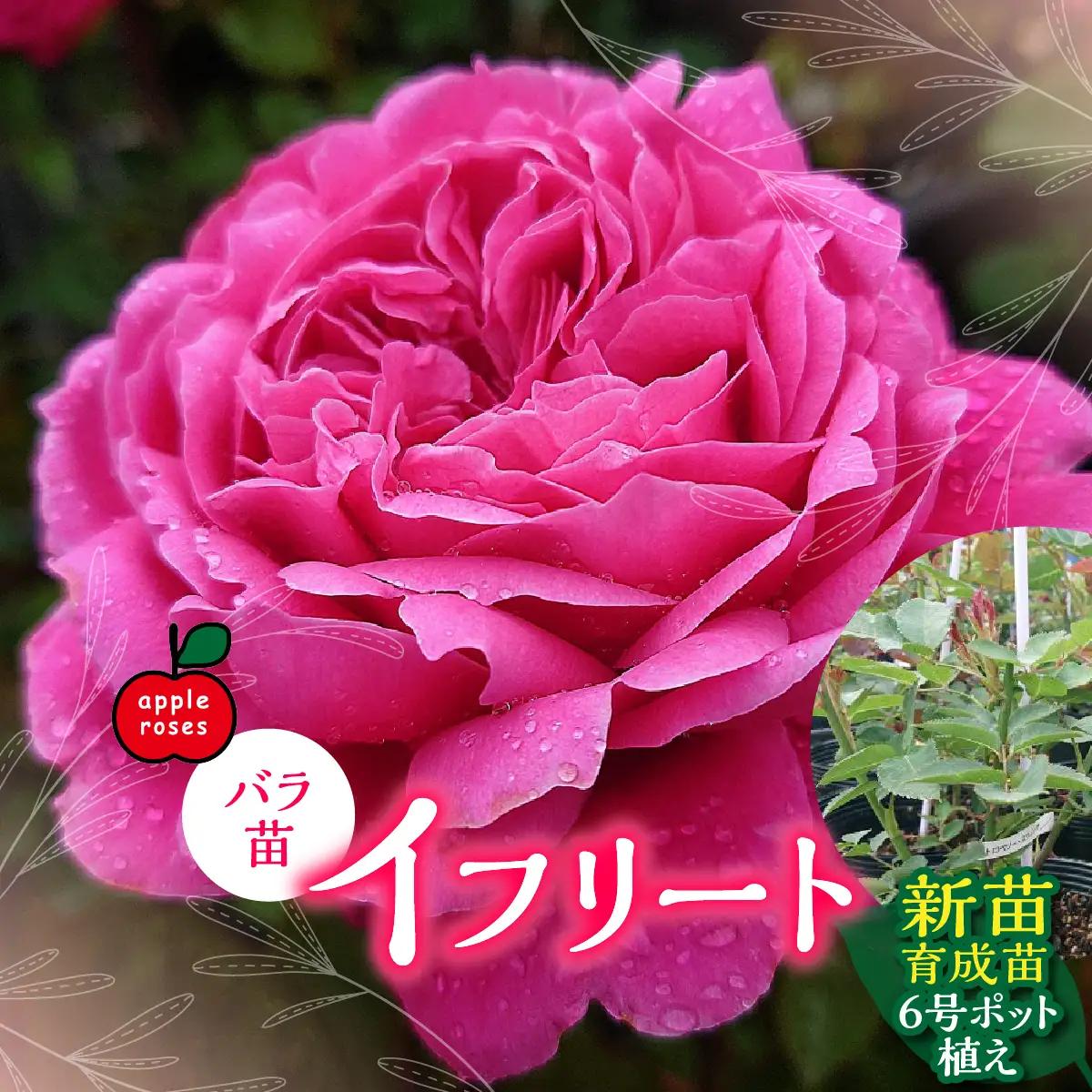【Apple Roses】バラ苗『イフリート』新苗育成苗6号ポット植え  HNNH041
