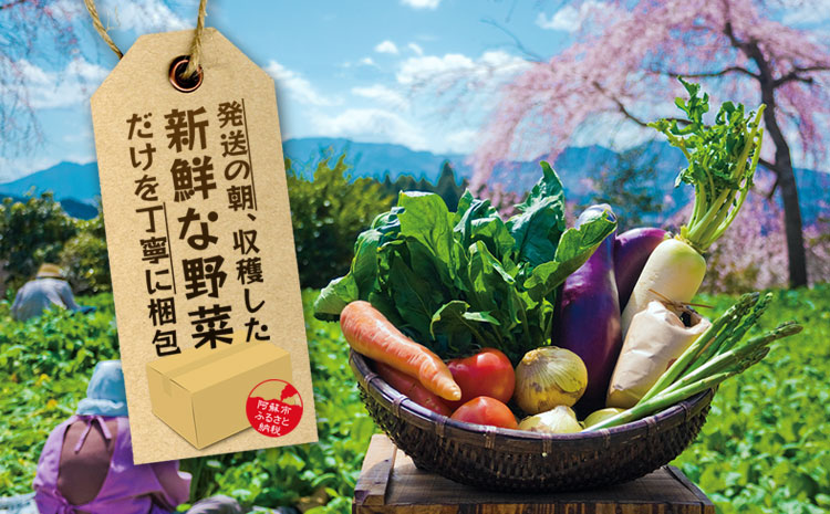 【定期便 全12回】<畑から直送>季節のお野菜セット Mサイズ 12回定期便 野菜 4〜6品 定期便 全12回 詰め合わせ 新鮮 減農薬 高原 旬 産地直送 採れたて 甘い 美味しい 人気 安心 安全