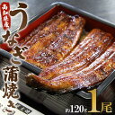 【ふるさと納税】高知県産うなぎ蒲焼き 1尾 約120g（無頭）- 鰻 ウナギ スタミナ 晩ご飯 おつまみ 丼ぶり ギフト お礼 御礼 感謝 お取り寄せグルメ 海の幸 うなぎ屋きた本 高知県 香南市【冷凍】un-0013