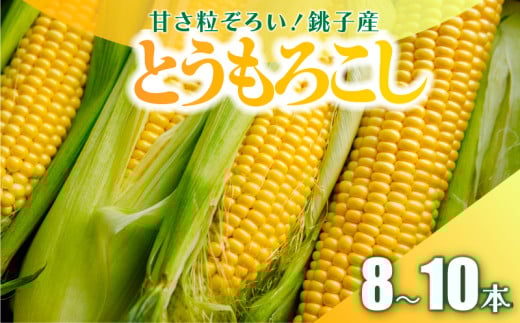 【先行予約】 とうもろこし 8～10本 数量限定 期間限定 産地直送 鮮度抜群 大容量 旬の野菜 旬の味覚 夏の風物詩 甘い トウモロコシ イエローコーン スイートコーン 夏野菜 バターコーン コーン スープ 特産品 とうきび プレゼント 贈り物 ギフト 贈答 お取り寄せ グルメ お取り寄せグルメ 発送時期 2026年7月中旬～(なくなり次第終了) ふるさと納税 送料無料 千葉県 銚子市 小野商店