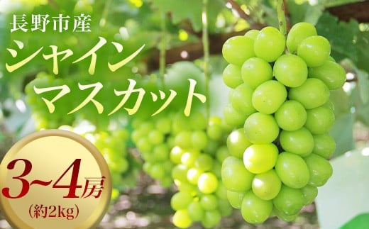 
            J0822 長野市産シャインマスカット3～4房（約2kg）【2026年9月中旬以降の出荷分】（本気農場いけだ）
          