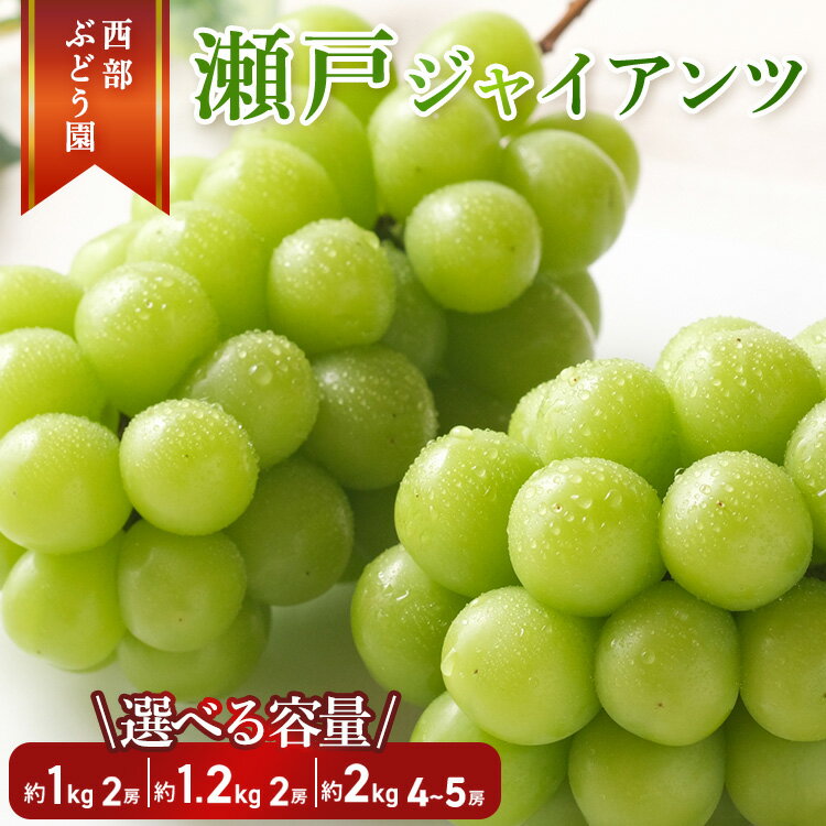 【ふるさと納税】【選べる内容量！】西部ぶどう園 瀬戸ジャイアンツ 4～5房 約2kg・2房 約1.2kg・2房 約1kg 葡萄 フルーツ 果物【 皮ごと パリッ 美味しい 白ぶどう 高糖度 詰合せ 】 ※沖縄・離島への配送不可 ※2025年9月下旬～10月下旬頃に順次発送予定