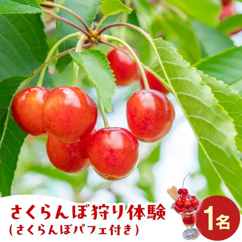 さくらんぼ狩り体験（さくらんぼパフェ付）　1名分