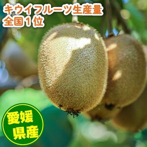 家庭用 キウイフルーツ ヘイワード 約1.5kg 愛媛県産 【12 月上旬~2 月下旬発送】 【MCF017】