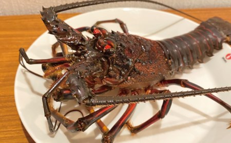 伊勢エビ 天然（活）2～5尾 750～850g【2025年10月中旬頃から2026年3月末までに順次発送（1月は漁不可）】 / 伊勢海老 伊勢エビ 伊勢えび 海老 エビ 海産 海鮮 海の幸【enk00