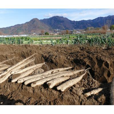 ふるさと納税 長野県 長寿県!長野の特産品　長芋 5kg |  | 03
