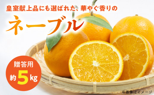 54-12　【先行予約】　福島オレンジ農園　【贈答用】減農薬栽培! おいしい樹成甘熟!!ネーブル　約5kg
