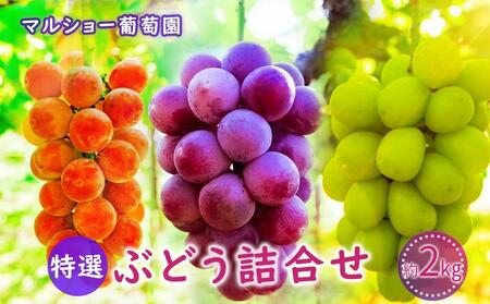 【2025年先行予約・数量限定】園主おまかせ特選ぶどう詰合せ 約２kg  (当園栽培16品種の中より厳選) ＜2025年8月中旬～発送＞【ぶどう ぶどう ぶどう ぶどう ぶどう ぶどう】