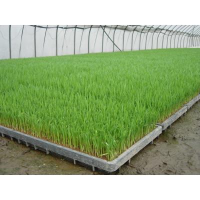 ふるさと納税 南砺市 【令和7年産】使いきりパック 富山県産こしひかり　育(はぐくみ)白米300g(2合)×10袋セット |  | 02