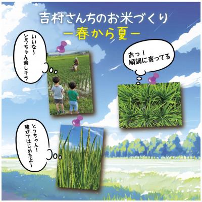 ふるさと納税 十日町市 令和7年産 新米 |従来品種| 魚沼産 コシヒカリ 精米 5kg×3袋 計15kg 吉村さんちのお米 |  | 02