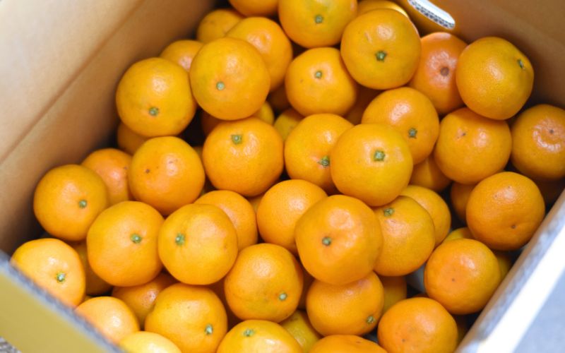 仲森農園の完熟熊野みかん 7kg【11月下旬から12月下旬に発送】みかん ミカン 蜜柑 温州みかん 柑橘 フルーツ 果物 産地直送 三重県 熊野市 熊野【nkmr0006A】