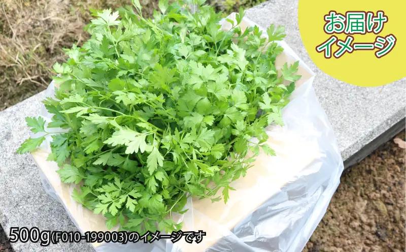 イタリアンパセリ 1kg 本城ファーム ハーブ 生パセリ パセリ ぱせり はーぶ 香草 水耕栽培 野菜 やさい 美味しい 新鮮 薬味 スパイス 調味料 パスタ スープ サラダ マリネ ドレッシング ア