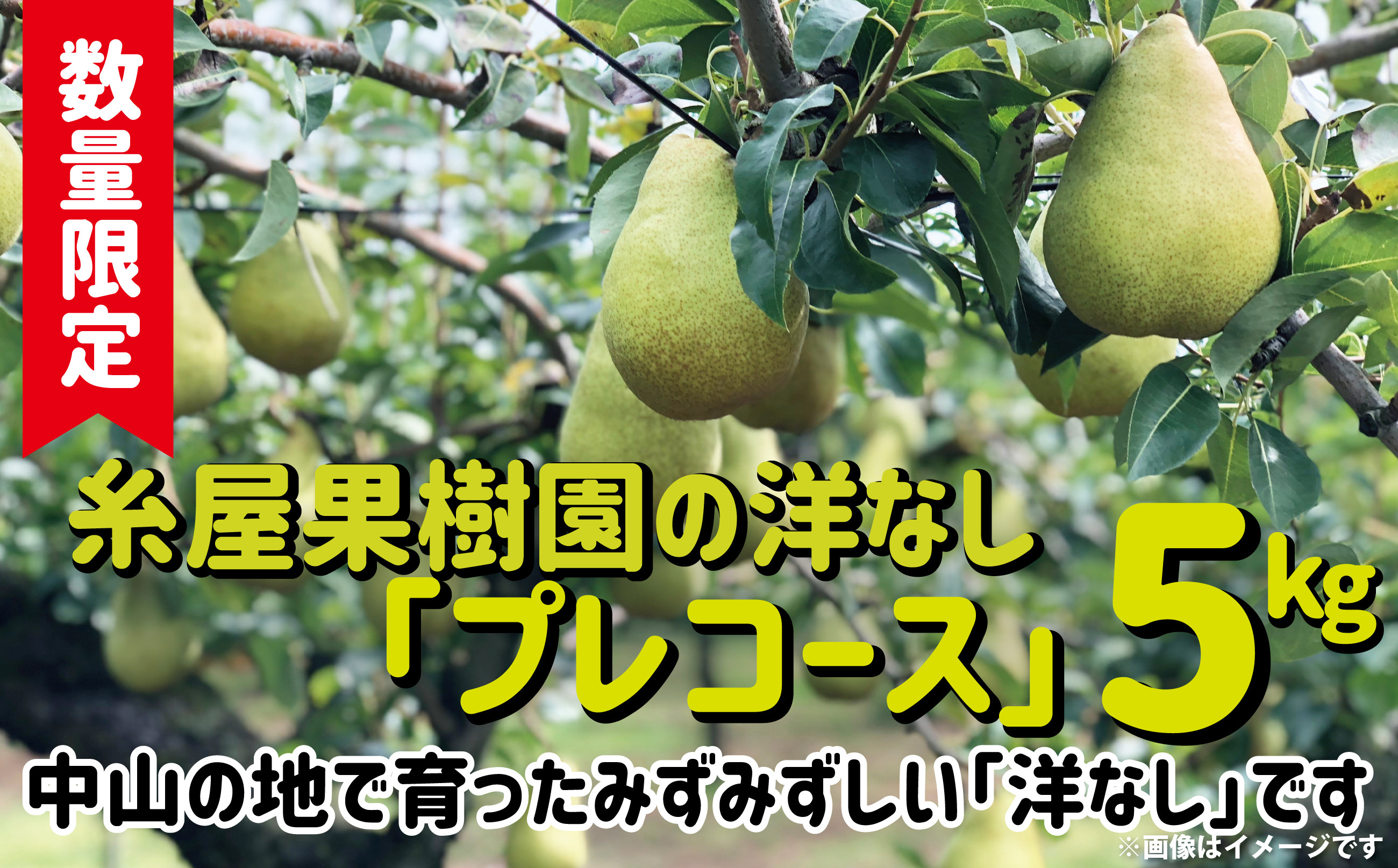 
            【数量限定・予約受付】糸屋さんちの「洋なし（プレコース）」５kg 65P3402 / 梨 ナシ なし 洋ナシ 洋梨 洋なし 果物 くだもの フルーツ  東北 秋田 大館 中山 中山地区　プレコース
          