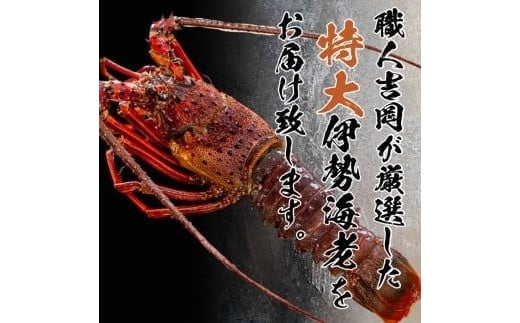 でっかい天然伊勢海老  刺身用 540g以上 冷凍 ( 特大サイズ 急速冷凍 えび エビ 高級 鮮魚 海鮮 魚介 刺身 焼き物 汁物 ギフト 贈答 贈り物 祝い 歳暮 中元 年末 年始 早期 予約 )