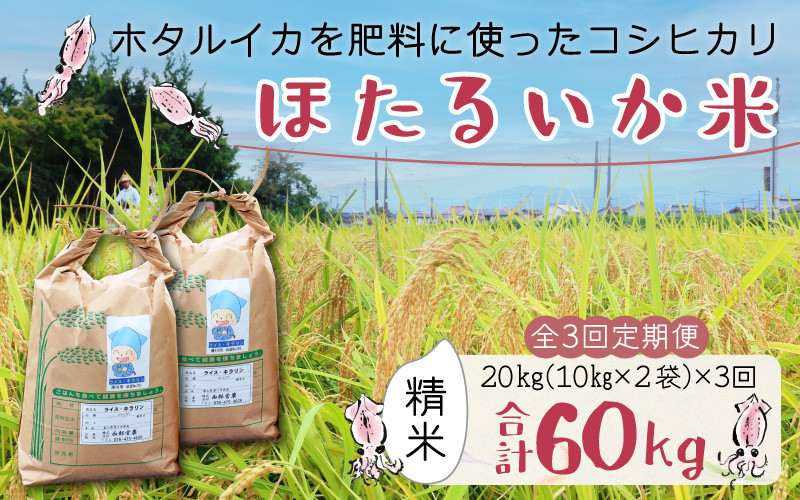 
            【先行予約】【新米】ほたるいか米（精米20kg）×3回 計60kg【3ヶ月定期便】25年10月開始【訳あり 米 コシヒカリ こしひかり ほたるいか ホタルイカ お米 ブランド米 富山 滑川】
          