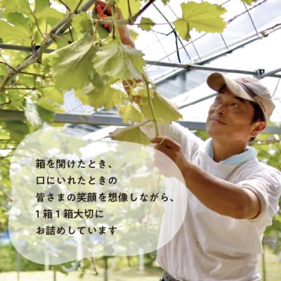 【食べ切りサイズ】 シャインマスカット 中2房/計1.0kg～ (岡山県産)【配送不可地域：離島・北海道・沖縄県】