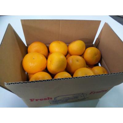 ふるさと納税 紀の川市 【発送月固定定期便】冬の定番　早生温州みかん5Kg　八朔5Kg　全2回 |  | 03