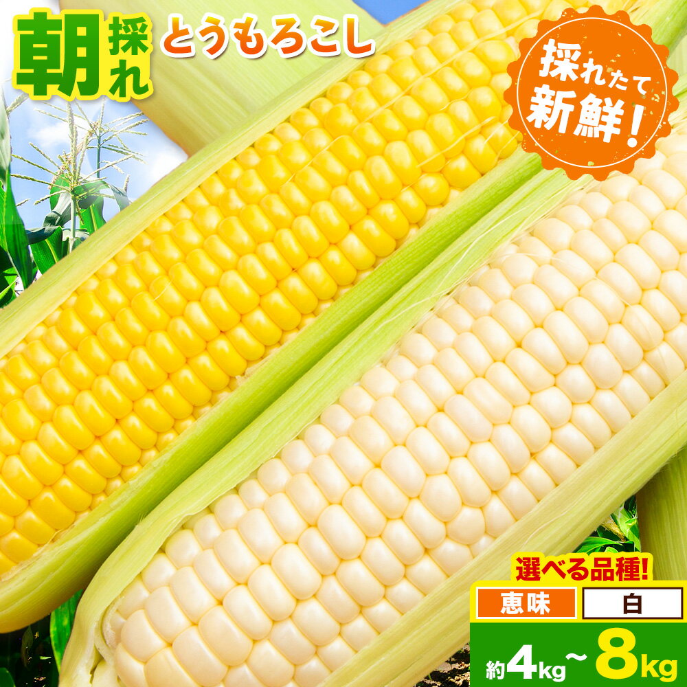 【ふるさと納税】とうもろこし 恵味 白いとうもろこし 約4kg 10本入り 約8kg 20本入り 朝採れ クール便 野木町産 矢畑むらづくり組合 《6月下旬-7月下旬頃出荷》栃木県 野木町 トウモロコシ 野菜