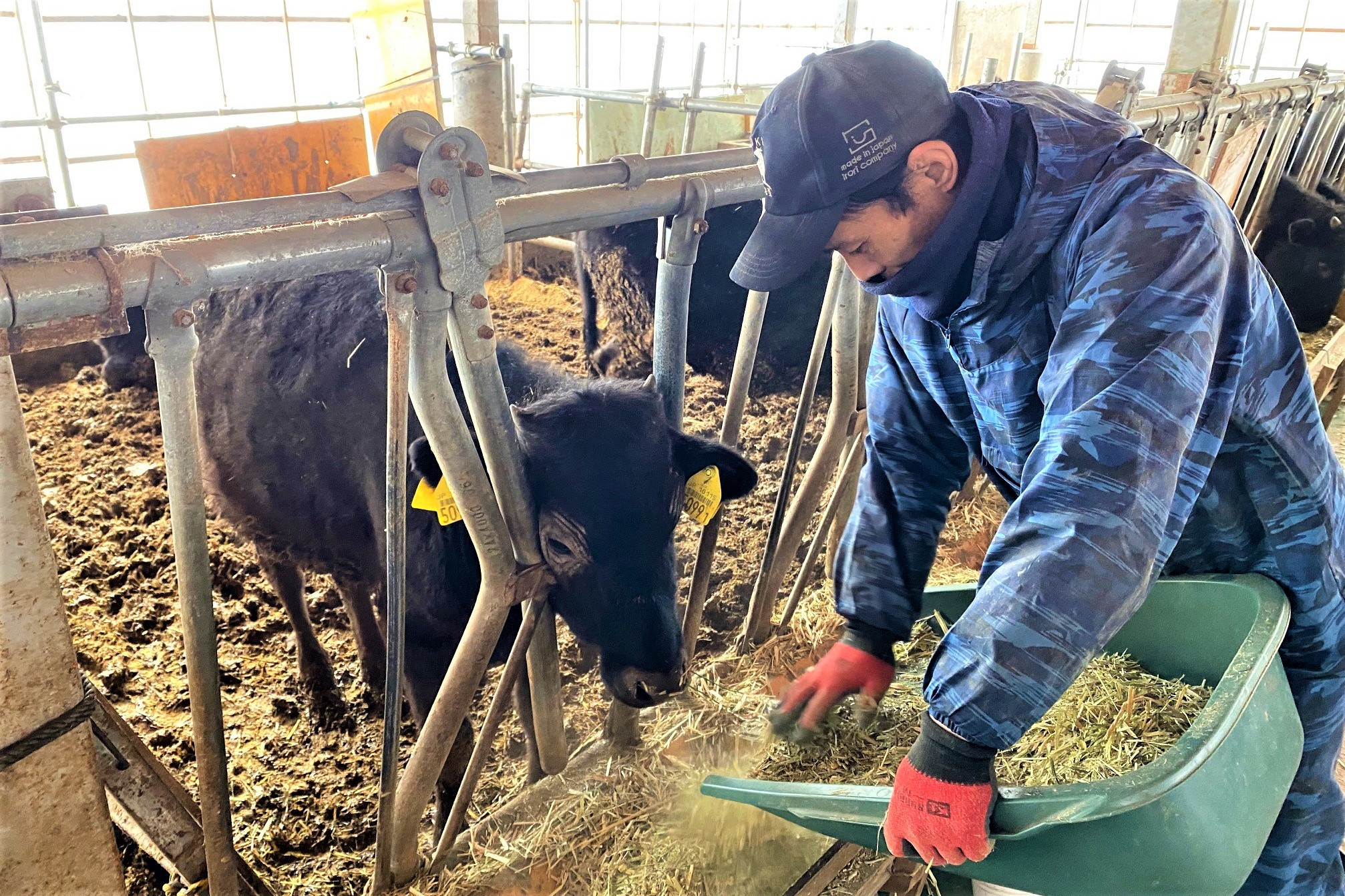 「竹の谷蔓牛」を未来に！スタッフが丹精込めて飼育しています。