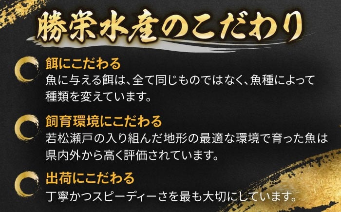 ぶり ブリ 鰤 ぶりしゃぶ しゃぶしゃぶ 刺身 鮮魚 海鮮 魚 五島 五島列島 鍋 年末 正月 日付指定 年内発送 年内配送