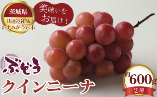 No.588 【先行予約】ぶどう　クインニーナ　約600g（2房）【茨城県共通返礼品 かすみがうら市】 ／ 旬 新鮮 葡萄 ブドウ 果物 フルーツ 茨城県 特産品