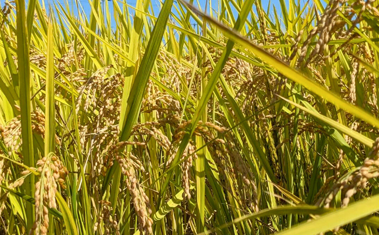 天のつぶ 白米 5kg  令和7年産 | 無農薬 農薬不使用 化学肥料不使用 精米 福島産 福島県産 南相馬 みさき未来