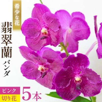 ふるさと納税 島原市 希少な花「華やかな恋」の予感 翡翠蘭(バンダ) ピンク 切り花5本 AI175