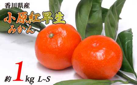 小原紅早生みかん 約1kg L~Sサイズ 常温 先行予約