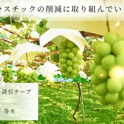 【2026年12月～発送】冷蔵貯蔵 シャインマスカット 4～6房 約3kg ぶどう ブドウ 葡萄 マスカット 果物 フルーツ 長野県 長野 山ノ内町