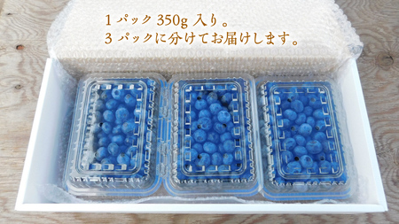 【 訳あり 】 朝採れ 完熟 ブルーベリー 1050g ( 350g × 3パック ) ぶるーべりー フルーツ 果物 くだもの 新鮮 ベリー 小分け 朝どり 国産 生