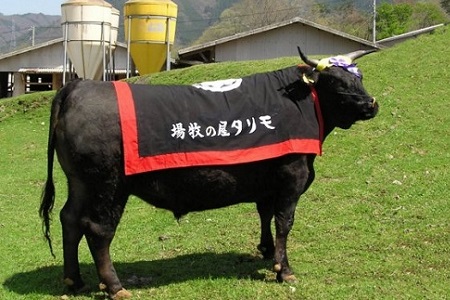 京都肉 カレーシチュー用 500g 京都 モリタ屋 丹波 牛肉　[010MT002]