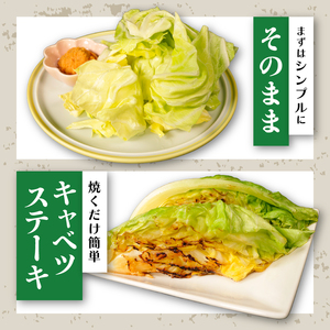 【先行予約】 春キャベツ 3～4玉 キャベツ キャベツ キャベツ キャベツ キャベツ 小野商店