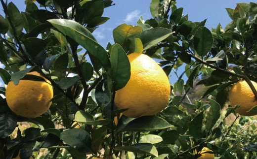 【2026年4月上旬～6月下旬発送】【和製グレープフルーツ】有田育ちの河内晩柑(ご家庭用)　約3.5kg【ard028B】