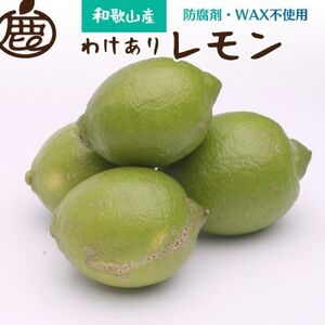 家庭用 黒潮レモン4kg+120g(傷み補償分)【和歌山有田産】【防腐剤・WAX不使用】【訳あり】【配送不可地域：離島・北海道・沖縄県】【1306175】