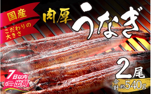 
国産 活うなぎ蒲焼 約540g (約270g×2尾）【愛知県産 国産 無着色 鰻 ウナギ うなぎ】 [B-124003]
