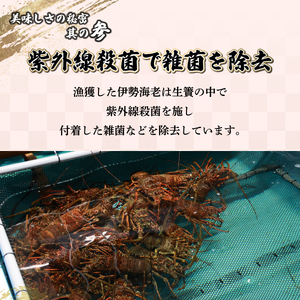 HRISI-80【先行予約・数量限定】宮崎県串間産 天然伊勢エビ(約800g・2匹) 【豊漁丸】